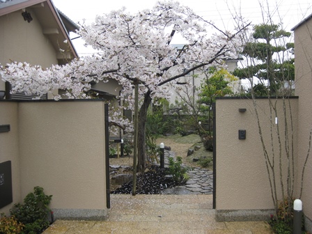 お客様が大事にされていた桜の木が訪問客を楽しませてくれます。
